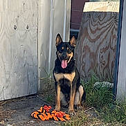 Oso is registered to the contest to win money with this photo: animal, backyard, black, brown, dog, ears, fence, grass, happy, nature, outdoor, pet, playful, quiet, sitting, stone, sunlight, tongue, toy, wood