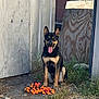 animal, backyard, black, brown, dog, ears, fence, grass, happy, nature, outdoor, pet, playful, quiet, sitting, stone, sunlight, tongue, toy, wood