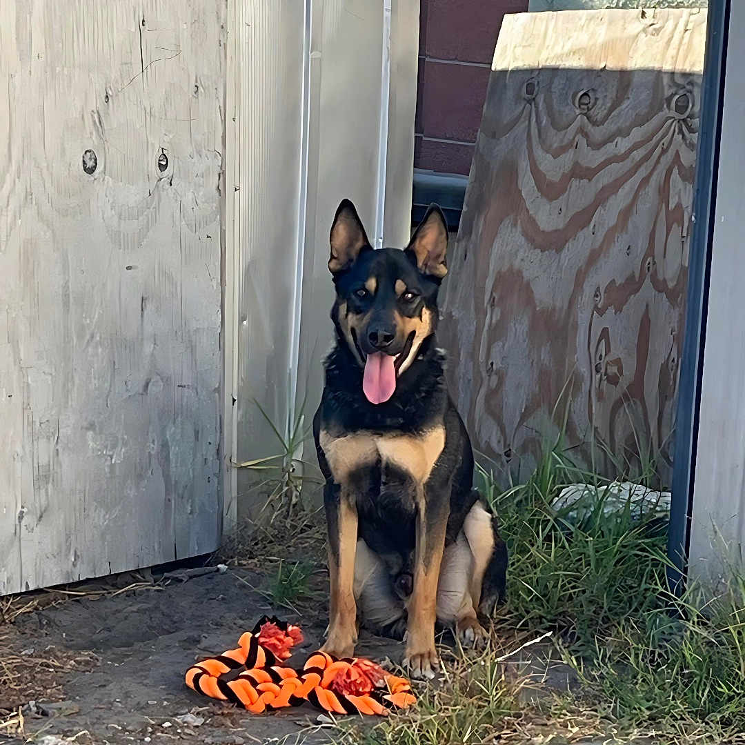 Oso is registered to the contest to win money with this photo: animal, backyard, black, brown, dog, ears, fence, grass, happy, nature, outdoor, pet, playful, quiet, sitting, stone, sunlight, tongue, toy, wood