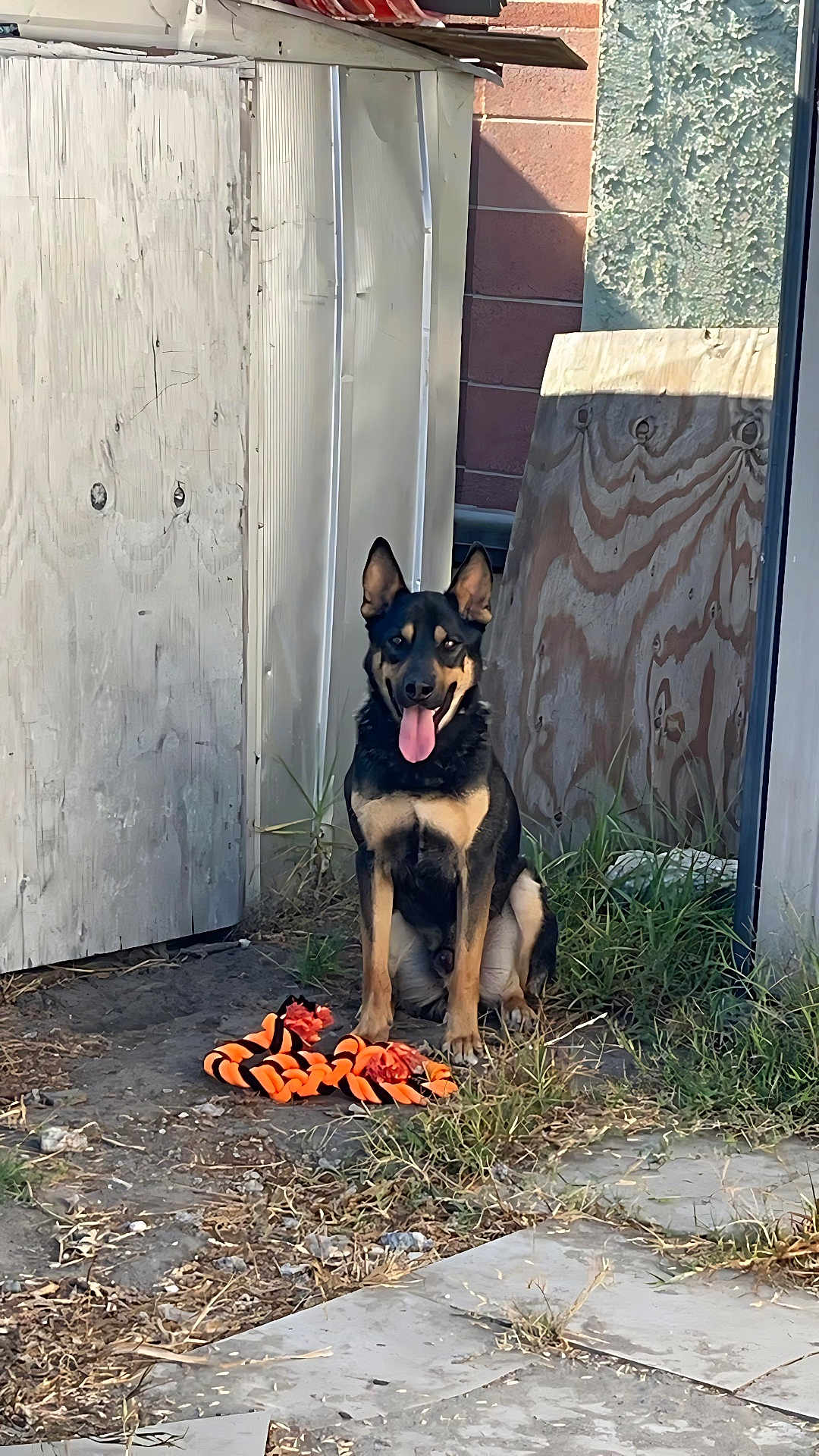 Oso is registered to the contest to win money with this photo: animal, backyard, black, brown, dog, ears, fence, grass, happy, nature, outdoor, pet, playful, quiet, sitting, stone, sunlight, tongue, toy, wood