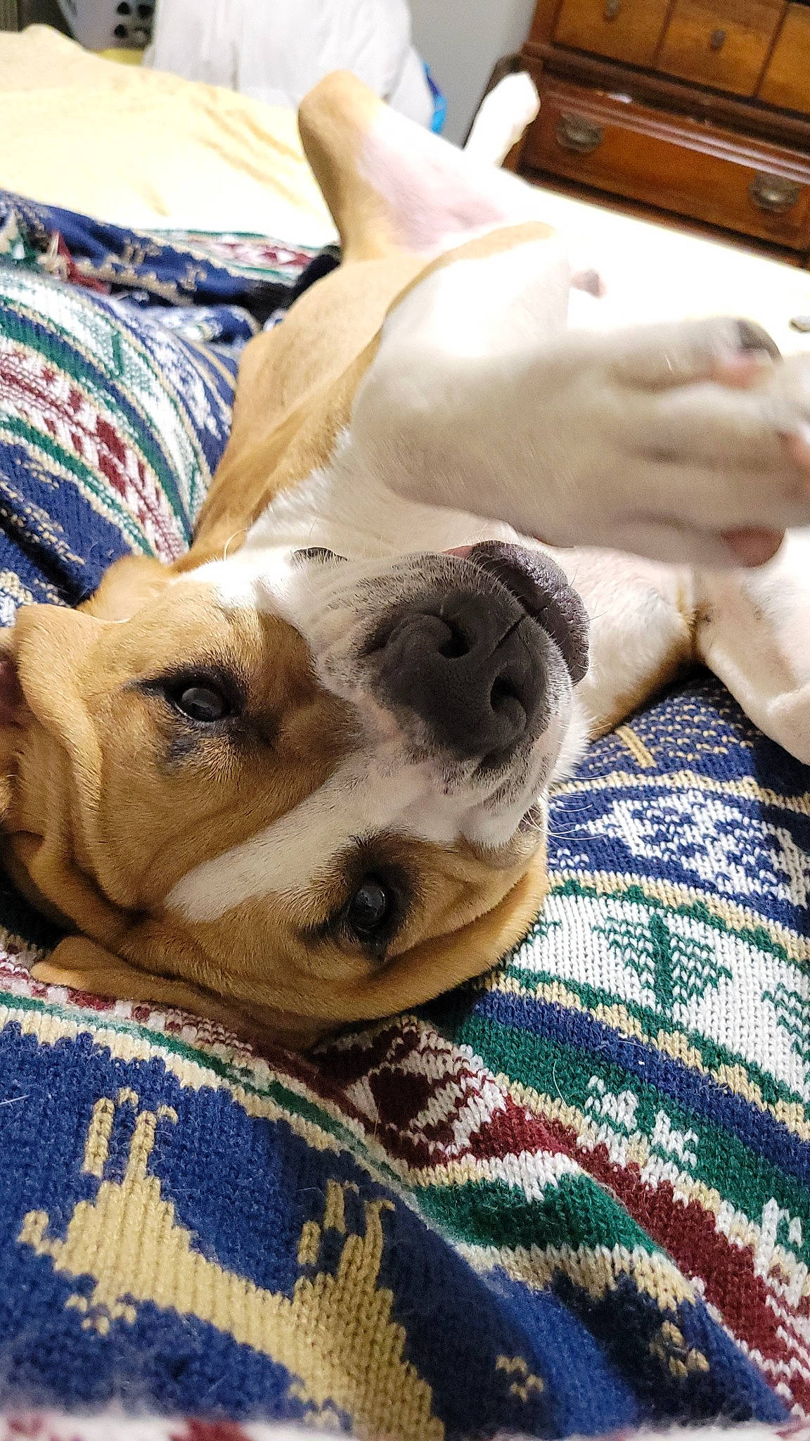 Cyrus is registered to the contest to win money with this photo: bedding, canidae, carnivore, comfort, companion_dog, dog, dog_breed, dog_supply, fawn, fur, linens, nap, non_sporting_group, pattern, paw, plaid, snout, sporting_group, whiskers, working_animal