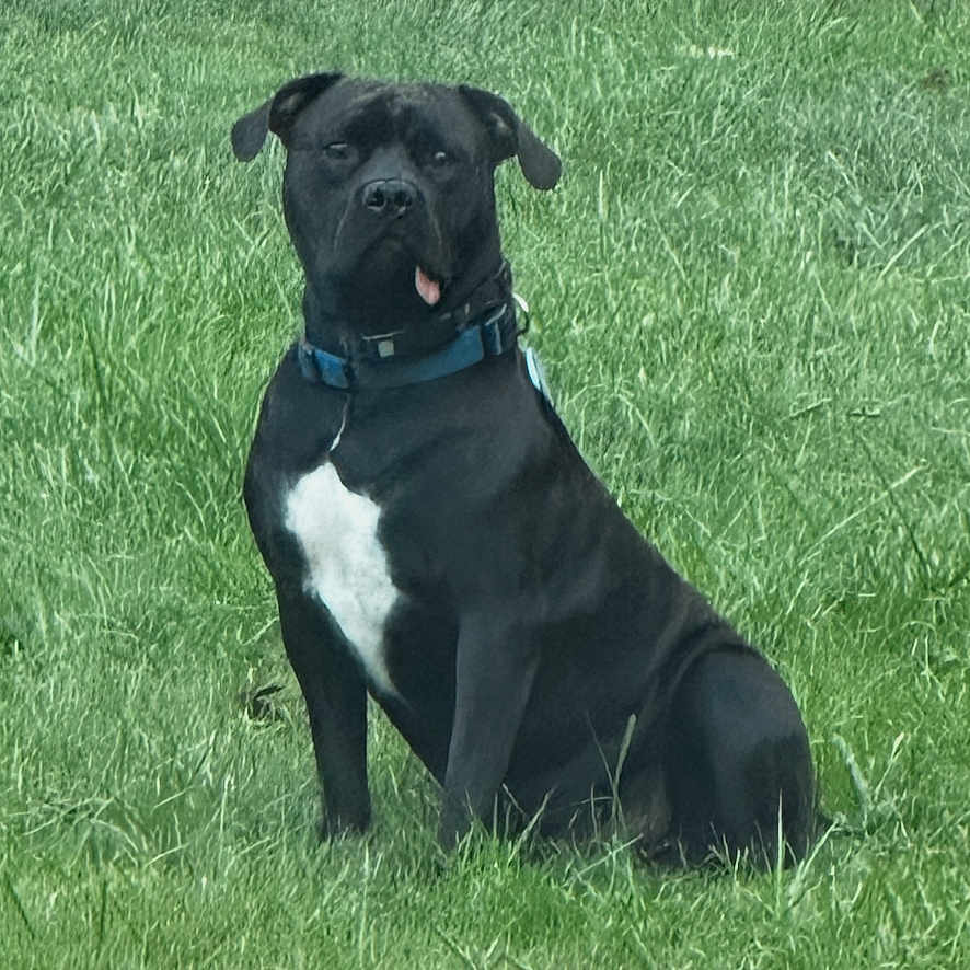 Enzo