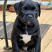 Enzo joined the competition — help win amazing prizes! puppy, dog, black_dog, white_patch, wooden_deck, pet, sitting, young_dog, indoors, close_up, cute, canine, animal, front_view, outdoor_furniture, floor, paw, looking_at_camera, domestic_animal, young