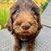 Jade is registered to the contest to win money with this photo: puppy, dog, brown, close_up, blue_eyes, outdoor, cute, fur, nose, pet, animal, young, sitting, texture, nature, curious, portrait, fluffy, background_blur, daylight