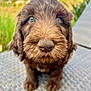 puppy, dog, brown, close_up, blue_eyes, outdoor, cute, fur, nose, pet, animal, young, sitting, texture, nature, curious, portrait, fluffy, background_blur, daylight