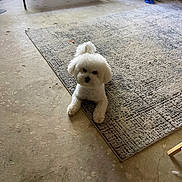 Luca Mcclarity is registered to the contest to win money with this photo: dog, bichon_frise, white_dog, pet_bed, rug, concrete_floor, indoor, toy, flooring, curious, lying_down, small_dog, fluffy, animal, companion, household, relaxed, furniture, home, cute