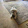 dog, bichon_frise, white_dog, pet_bed, rug, concrete_floor, indoor, toy, flooring, curious, lying_down, small_dog, fluffy, animal, companion, household, relaxed, furniture, home, cute