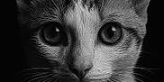 Afonso participe au concours pour gagner de l'argent avec cette photo : cat, close_up, black_and_white, portrait, animal, whiskers, ears, eyes, feline, face, fur, pet, looking, studio, dark_background, sharp, texture, detail, mammal, cute