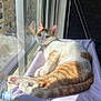 Afonso participe au concours pour gagner de l'argent avec cette photo : cat, orange_and_white, window, reflection, sunlight, hanging_bed, relaxed, indoor, pet, feline, cozy, curious, fur, paws, resting, home, daylight, glass, marble_sill, shadow
