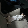 Afonso participe au concours pour gagner de l'argent avec cette photo : cat, pet, indoor, couch, furniture, white, orange, lying_down, relaxed, curious, paws, fur, floor, home, domestic_animal, animal, mammal, cozy, resting, living_room