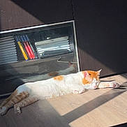 Afonso participe au concours pour gagner de l'argent avec cette photo : cat, orange_and_white_cat, sleeping, sunlight, wooden_floor, bookshelf, books, shadow, indoor, relaxing, pet, feline, cabinet, daylight, cozy, resting, home, quiet, calm, animal