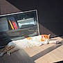 cat, orange_and_white_cat, sleeping, sunlight, wooden_floor, bookshelf, books, shadow, indoor, relaxing, pet, feline, cabinet, daylight, cozy, resting, home, quiet, calm, animal