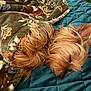 Maxs is registered to the contest to win money with this photo: dog, sleeping, blanket, cozy, fur, pet, indoors, resting, cute, small_dog, quilt, canine, napping, bed, comfort, animal, fur_texture, relaxation, warm, domestic