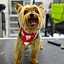 Maxs joined the competition — help win amazing prizes! dog, small_dog, yorkshire_terrier, bandana, red_bandana, pet, animal, tongue_out, happy, fur, grooming_table, indoor, blurred_background, cute, standing, leash, canine, companion, friendly, alert