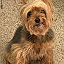 dog, yorkshire_terrier, pet, small_dog, fluffy, fur, carpet, indoor, cute, animal, sitting, brown, black, ears, face, canine, companion, domestic_animal, adorable, portrait