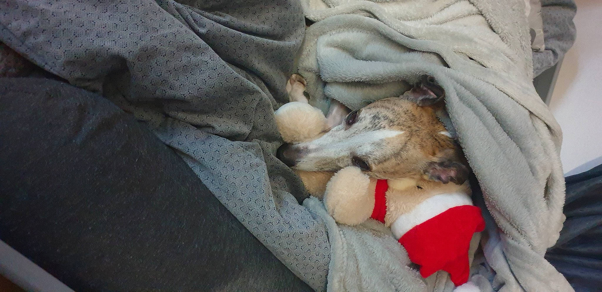 Lewis participe au concours pour gagner de l'argent avec cette photo : canidae, carnivore, comfort, companion_dog, dog, dog_breed, fawn, felidae, fur, linens, nap, paw, puppy_love, sighthound, small_to_medium_sized_cats, sporting_group, stuffed_toy, tail