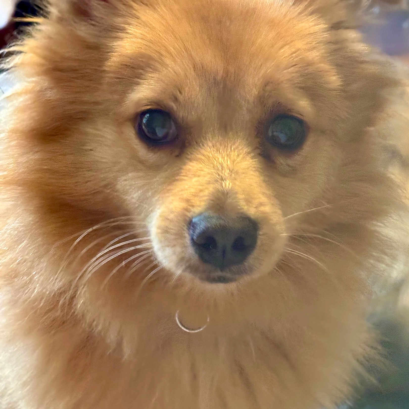 Léon a rejoint le concours — aidez-le/la à gagner de superbes lots ! dog, close_up, fluffy, golden_brown, fur, pet, animal, whiskers, nose, ears, eyes, portrait, cute, canine, indoor, soft_light, background_blur, muzzle, friendly, companion