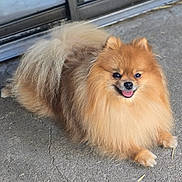 Arlo is registered to the contest to win money with this photo: dog, pomeranian, fluffy, smiling, tongue_out, pet, animal, cute, sitting, happy, fur, outdoor, concrete, door, small_dog, canine, friendly, domestic_animal, companion, paw