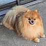 dog, pomeranian, fluffy, smiling, tongue_out, pet, animal, cute, sitting, happy, fur, outdoor, concrete, door, small_dog, canine, friendly, domestic_animal, companion, paw