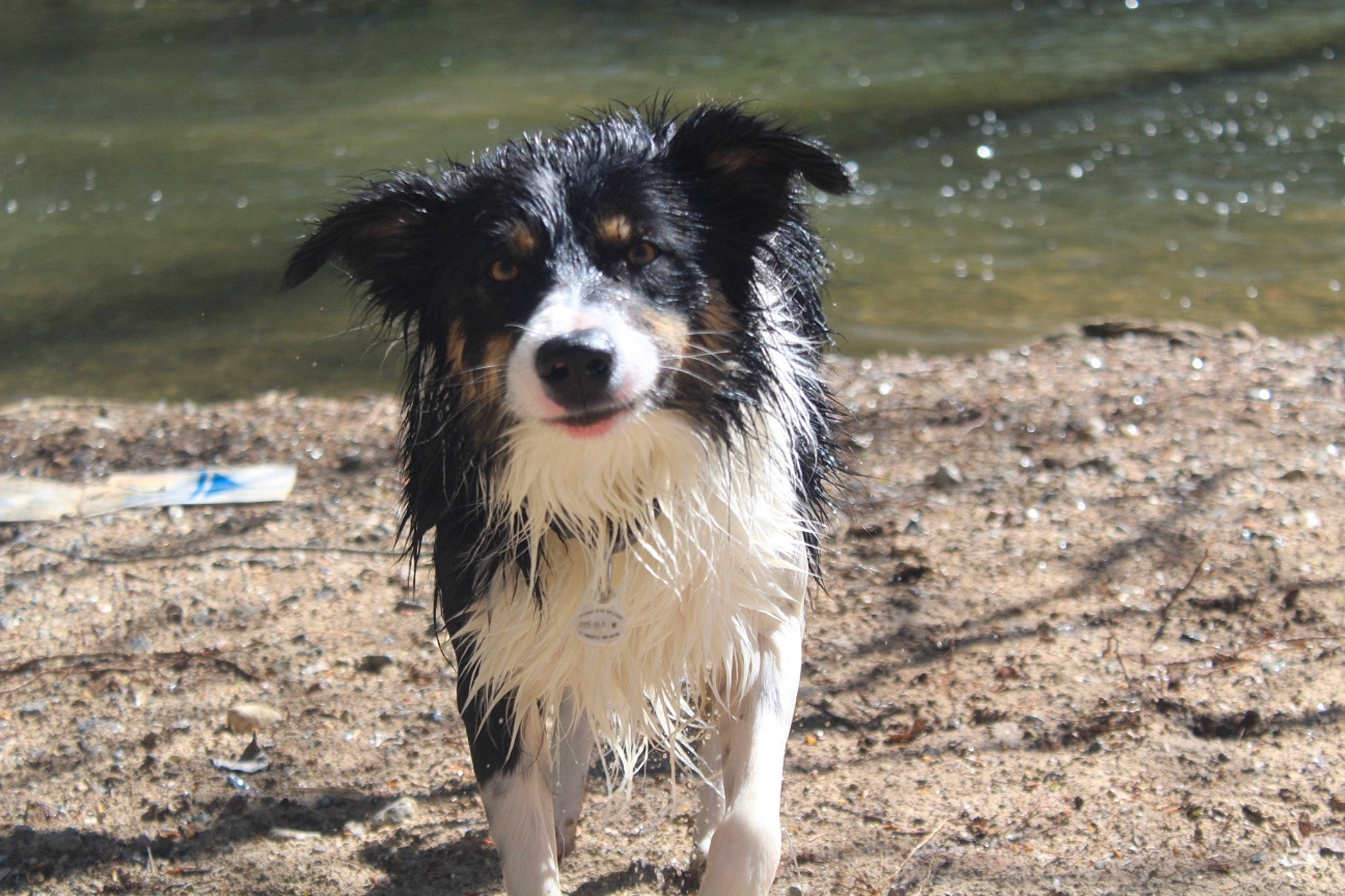 Never a rejoint le concours — aidez-le/la à gagner de superbes lots ! australian_collie, australian_shepherd, border_collie, canidae, carnivore, companion_dog, dog, dog_breed, english_shepherd, herding_dog, mammal, miniature_australian_shepherd, rare_breed_dog, sporting_group, stabyhoun, texas_heeler, vertebrate, welsh_sheepdog, working_dog