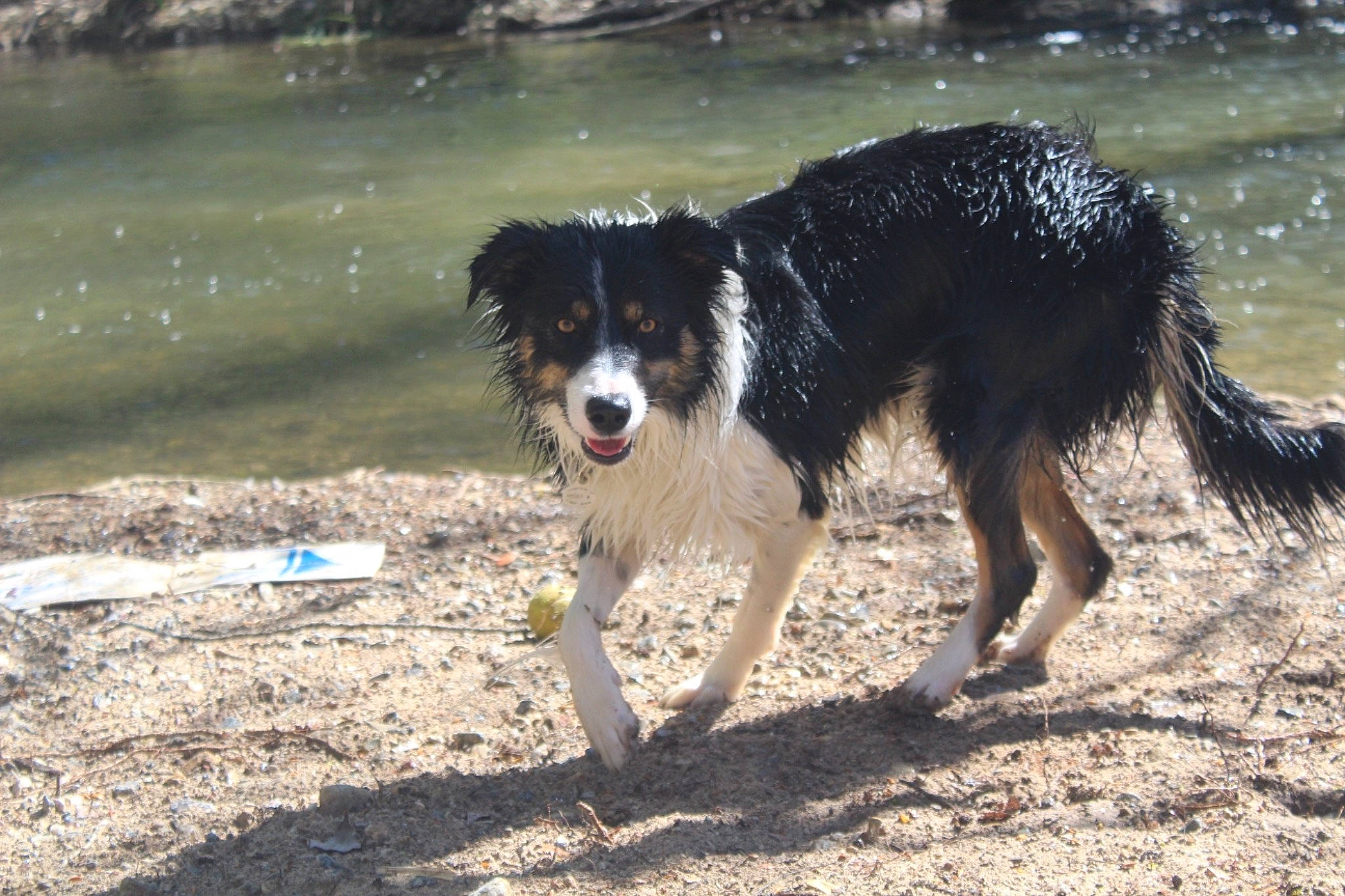 Never participe au concours pour gagner de l'argent avec cette photo : australian_collie, australian_shepherd, border_collie, canidae, carnivore, dog, dog_breed, english_shepherd, herding_dog, mammal, miniature_australian_shepherd, rare_breed_dog, sporting_group, stabyhoun, vertebrate, welsh_sheepdog, working_dog
