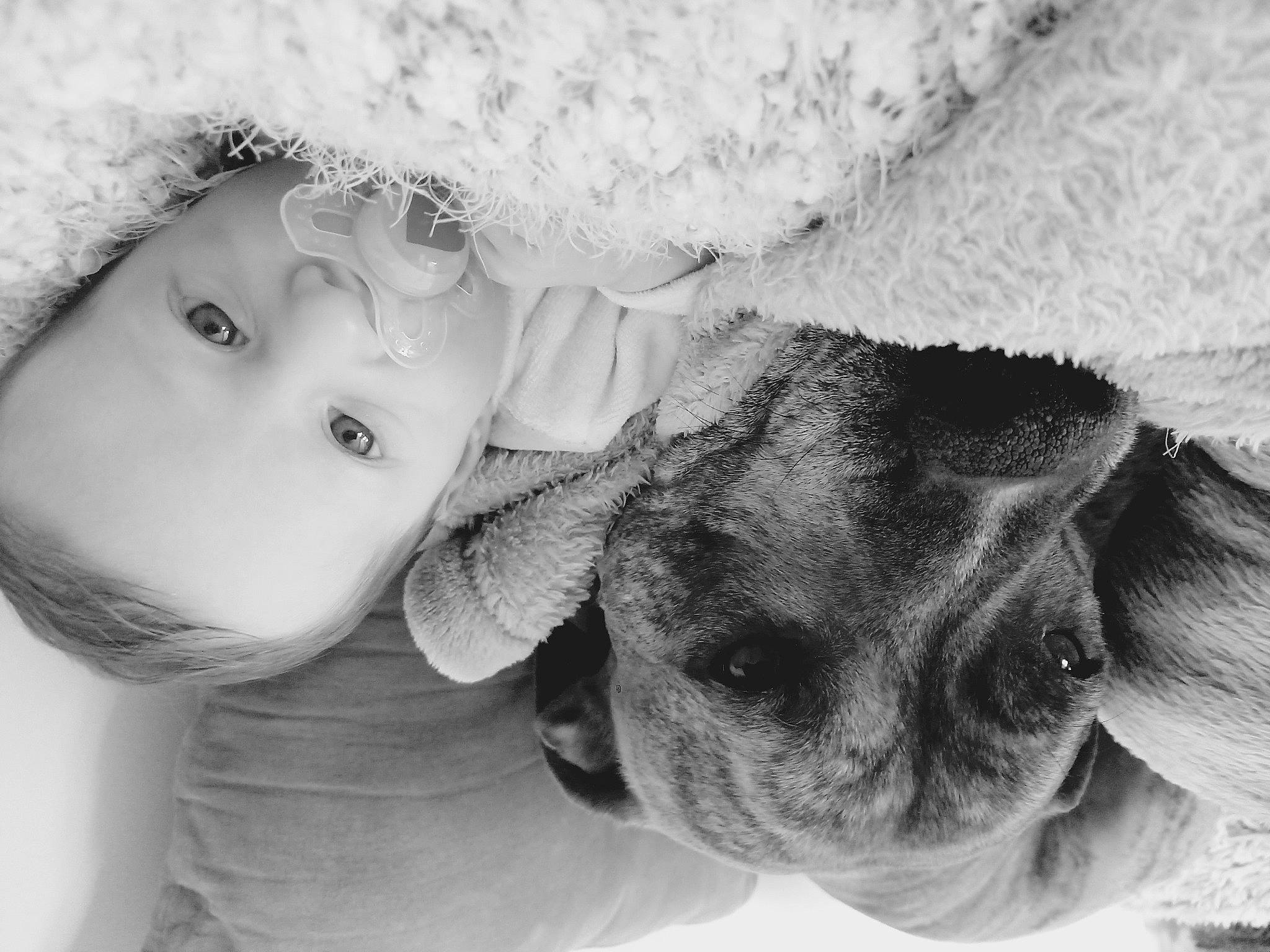 Lino a rejoint le concours — aidez-le/la à gagner de superbes lots ! black_and_white, carnivore, comfort, companion_dog, dog, dog_breed, eye, eyebrow, fawn, flash_photography, gesture, grey, happy, head, monochrome_photography, nose, organ, person, skin, style