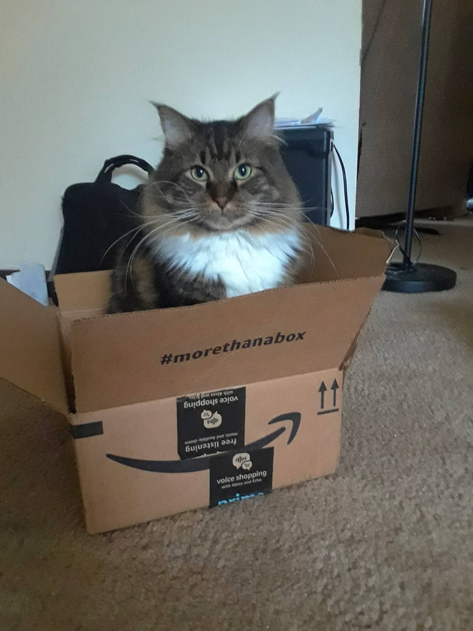 Dimitri joined the competition — help win amazing prizes! bag, baggage, box, cardboard, carnivore, carton, cat, felidae, fur, grey, helmet, package_delivery, packaging_and_labeling, packing_materials, paper_product, shipping_box, small_to_medium_sized_cats, whiskers