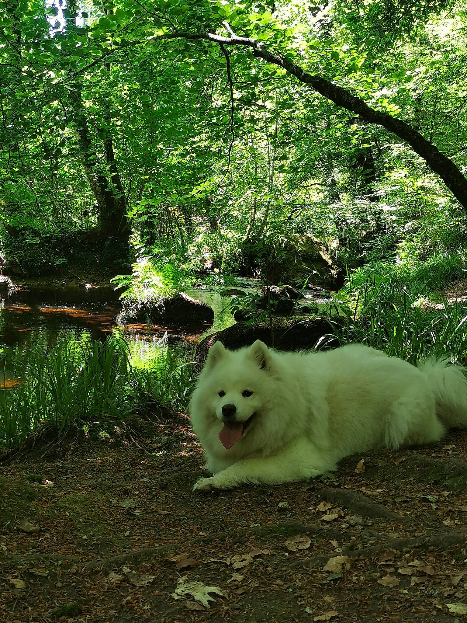 Shayna a rejoint le concours — aidez-le/la à gagner de superbes lots ! american_eskimo_dog, canidae, canis, carnivore, companion_dog, dog, dog_breed, forest, german_spitz, german_spitz_mittel, indian_spitz, japanese_spitz, jungle, mammal, riparian_forest, samoyed, spitz, sporting_group, trunk, woodland