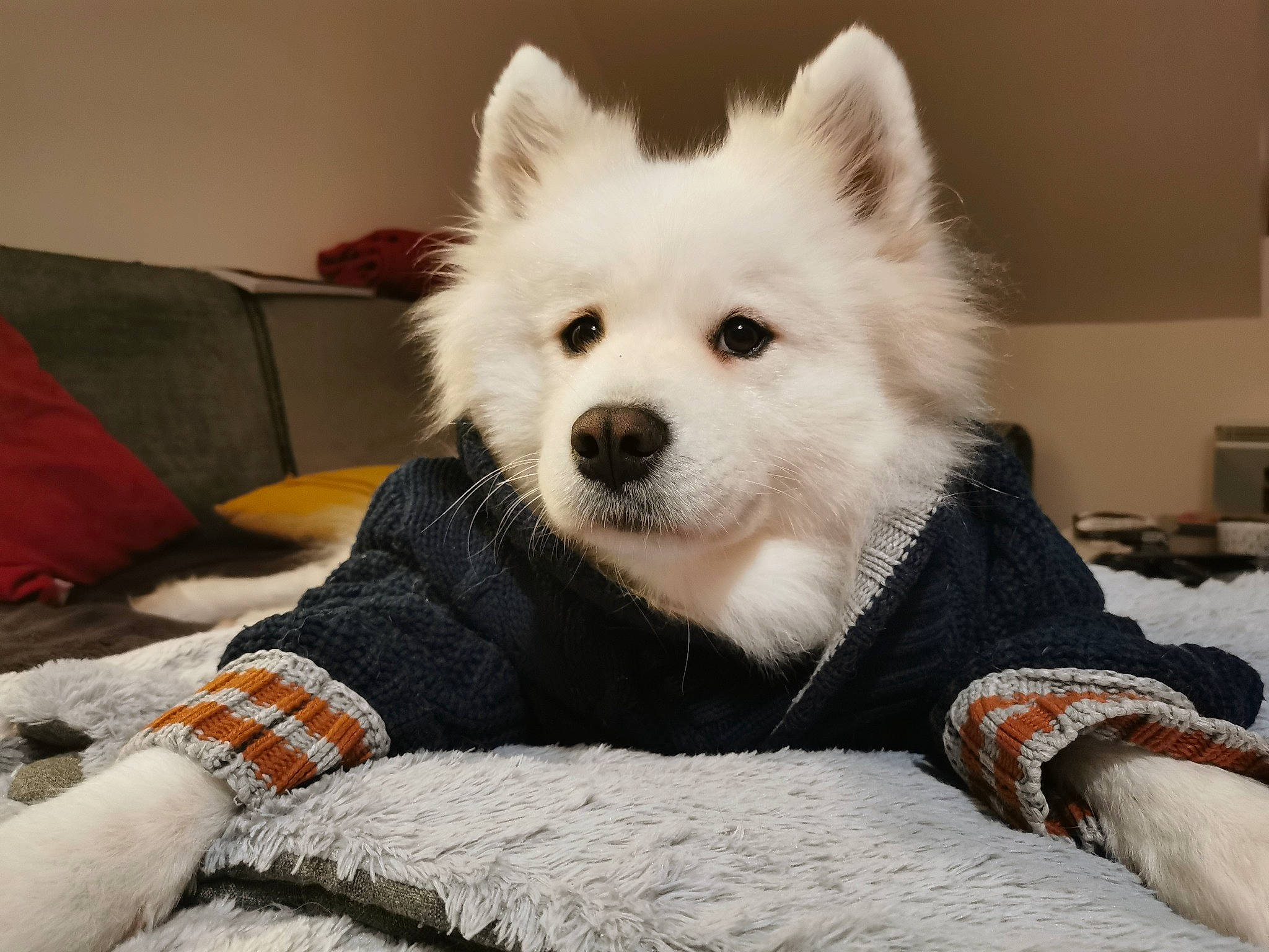 Shayna participe au concours pour gagner de l'argent avec cette photo : canidae, canis, carnivore, comfort, companion_dog, dog, dog_breed, dog_supply, fur, home_accessories, japanese_spitz, linens, living_room, mammal, non_sporting_group, samoyed, snout, spitz, vertebrate, working_animal