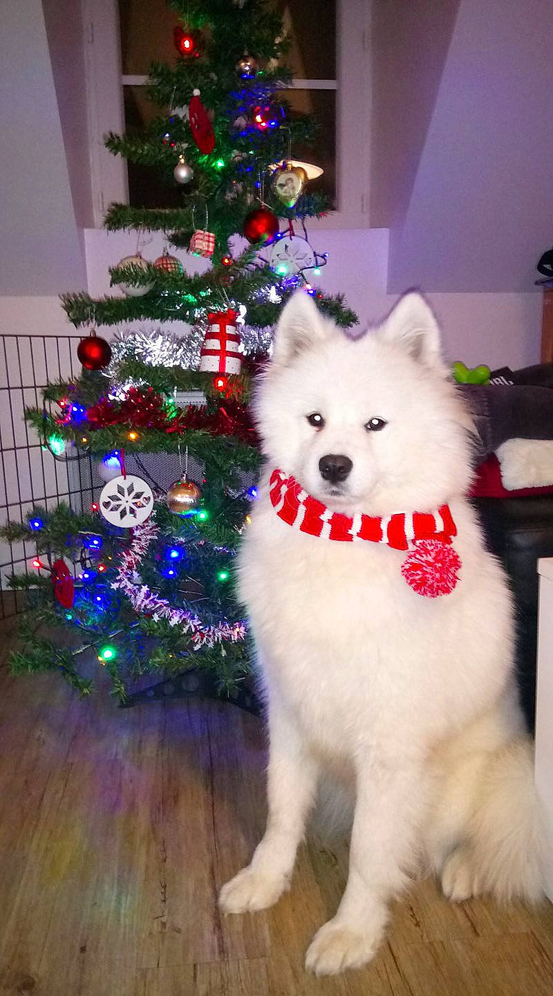 Shayna a rejoint le concours — aidez-le/la à gagner de superbes lots ! carnivore, christmas, christmas_decoration, christmas_eve, christmas_lights, christmas_ornament, christmas_tree, companion_dog, dog, dog_breed, fur, holiday, holiday_ornament, home, interior_design, ornament, spitz, sporting_group, white