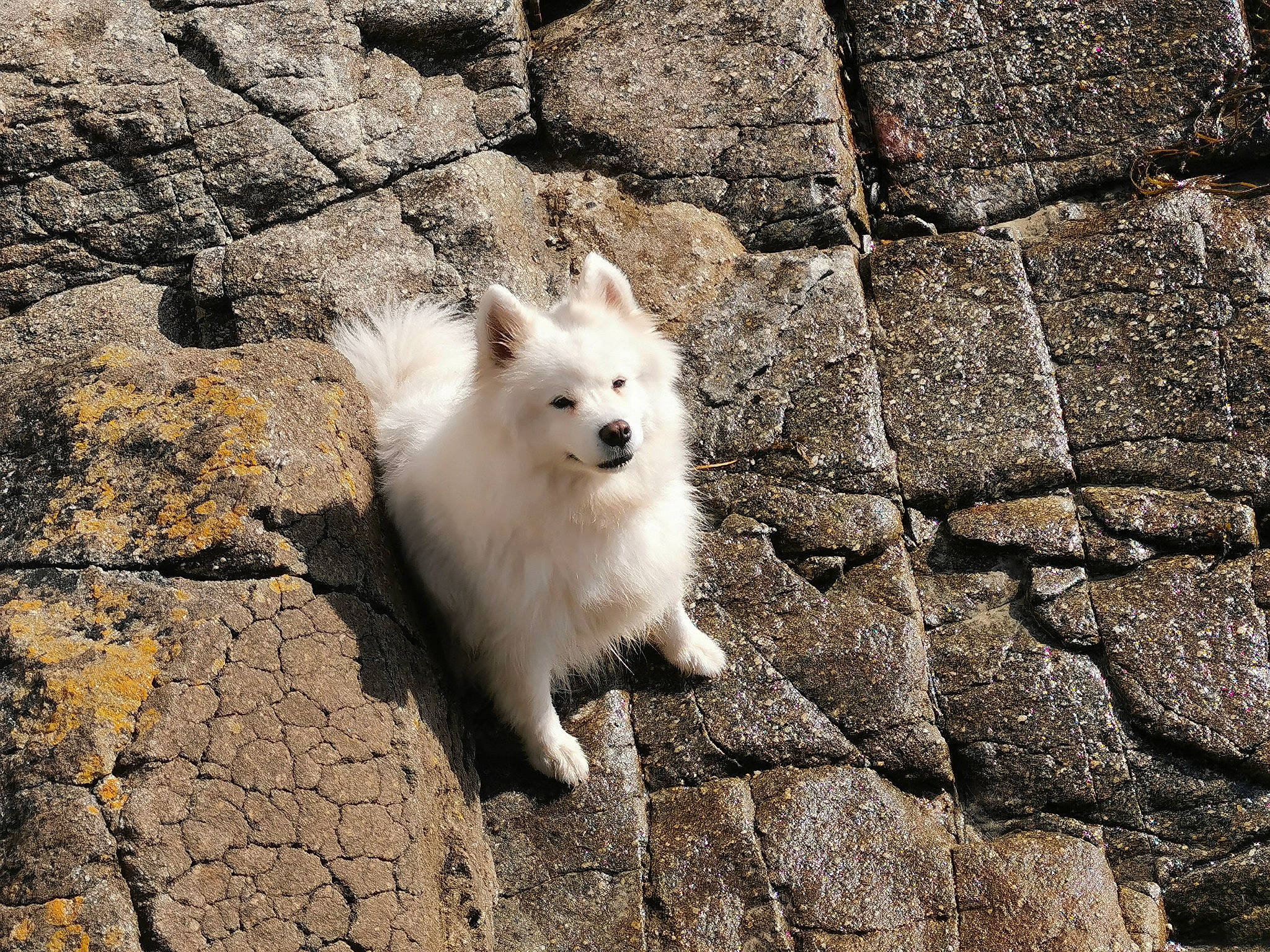 Shayna a rejoint le concours — aidez-le/la à gagner de superbes lots ! american_eskimo_dog, ancient_dog_breeds, brick, brickwork, canidae, carnivore, cobblestone, companion_dog, dog, dog_breed, flagstone, fur, grey, indian_spitz, japanese_spitz, non_sporting_group, samoyed, shadow, spitz, stone_wall