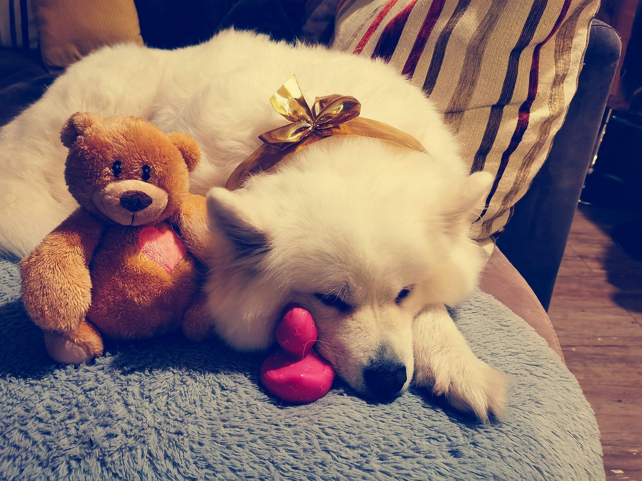 Shayna a rejoint le concours — aidez-le/la à gagner de superbes lots ! canidae, carnivore, companion_dog, dog, dog_breed, dog_supply, home_accessories, linens, non_sporting_group, pet_supply, plush, puppy, sporting_group, stuffed_toy, teddy_bear, toy, toy_dog, vertebrate, volpino_italiano, working_animal