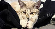 Benito joined the competition — help win amazing prizes! animal, bed, black_cloth, blanket, cat, closeup, comfort, cozy, cute, domestic, feline, fur, indoor, paws, pet, relaxed, resting, sleepy, soft, white_cloth