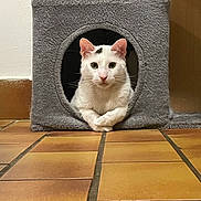 Flocon a rejoint le concours — aidez-le/la à gagner de superbes lots ! cat, white_cat, cat_house, pet, animal, indoor, tile_floor, cozy, resting, paw, cute, feline, fur, ears, looking, domestic, quiet, peaceful, home, animal_portrait