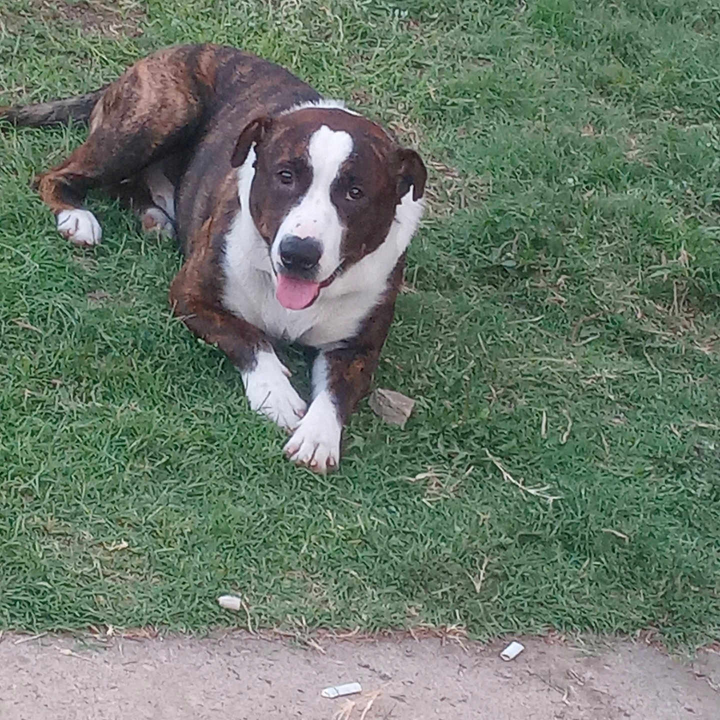 Solomon is registered to the contest to win money with this photo: animal, ball, boxer, bulldog, canine, dog, field, football, grass, grassland, hound, lawn, nature, outdoors, pet, plant, puppy, soccer, soccerball, sport