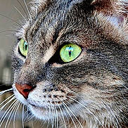 Tokyo participe au concours pour gagner de l'argent avec cette photo : cat, tabby, feline, green_eyes, whiskers, close_up, portrait, animal, fur, striped_fur, pointed_ears, nose, indoors, blurred_background, face, head, alert, looking_sideways, pet, photography