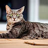Tokyo participe au concours pour gagner de l'argent avec cette photo : cat, tabby_cat, gray_fur, green_eyes, whiskers, animal, pet, lying_down, relaxed, indoor, floor, wooden_floor, portrait, close_up, sharp_focus, striped_fur, ears, long_body, home, playful