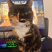Archie is registered to the contest to win money with this photo: cat, tortoiseshell, pet, animal, portrait, closeup, sitting, whiskers, ears, eyes, fur, black_fur, orange_fur, white_chest, indoor, desk, computer, monitor, rgb_keyboard, gaming_setup