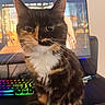 cat, tortoiseshell, pet, animal, portrait, closeup, sitting, whiskers, ears, eyes, fur, black_fur, orange_fur, white_chest, indoor, desk, computer, monitor, rgb_keyboard, gaming_setup