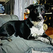 Boots joined the competition — help win amazing prizes! dog, black_dog, mixed_breed, couch, sofa, living_room, fur, paw, ears, brown_eyes, white_markings, portrait, pet, relaxed, attentive, home_decor, lamp, vase, fan, blanket