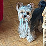 animal, companion, cute, dog, domestic, ears, fur, household, indoor, looking, mischievous, pet, playful, shredded_paper, small_dog, standing, tail, tongue_hidden, wooden_floor, yorkshire_terrier