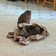 Bella joined the competition — help win amazing prizes! tabby_cat, cat, paper_bag, carpet, floor_tiles, indoor, wooden_chair, box, energy_drink, crinkled_paper, pet, feline, animal, domestic_cat, two_cats, sitting, relaxed, curious, home, cozy