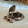 tabby_cat, cat, paper_bag, carpet, floor_tiles, indoor, wooden_chair, box, energy_drink, crinkled_paper, pet, feline, animal, domestic_cat, two_cats, sitting, relaxed, curious, home, cozy