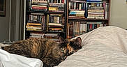 Mimi is registered to the contest to win money with this photo: cat, tortoiseshell_cat, bed, blanket, bookshelf, books, indoor, resting, sleeping, furniture, door, room, cozy, fur, pet, domestic_animal, relaxation, home, quiet, comfort