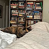 cat, tortoiseshell_cat, bed, blanket, bookshelf, books, indoor, resting, sleeping, furniture, door, room, cozy, fur, pet, domestic_animal, relaxation, home, quiet, comfort