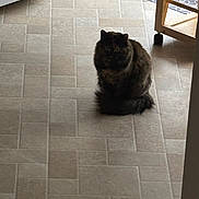 Mimi is registered to the contest to win money with this photo: cat, animal, pet, floor, tile_floor, kitchen, food_bowl, water_bowl, mat, furniture, wooden_cart, indoor, fluffy, dark_colored, sitting, quiet, domestic, feline, home, natural_light