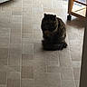 cat, animal, pet, floor, tile_floor, kitchen, food_bowl, water_bowl, mat, furniture, wooden_cart, indoor, fluffy, dark_colored, sitting, quiet, domestic, feline, home, natural_light