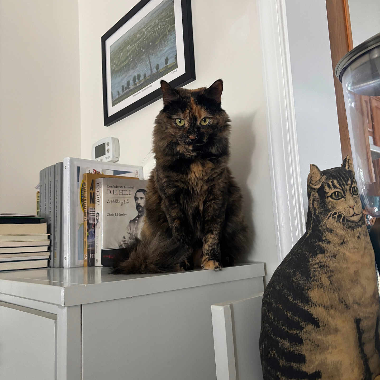 Mimi is registered to the contest to win money with this photo: cat, tortoiseshell_cat, cat_cushion, books, cabinet, chair, framed_picture, wall, indoor, furniture, thermostat, reading_material, pet, fur, sitting, decor, home, still_life, animal, cute