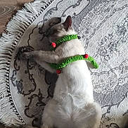 Néo a rejoint le concours — aidez-le/la à gagner de superbes lots ! animal, cat, cozy, cute, domestic, feline, fringe, fur, green_scarf, indoor, knitted_scarf, laid_back, pet, pom_poms, relaxed, resting, rug, sleeping, whiskers, wooden_floor