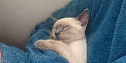 Néo participe au concours pour gagner de l'argent avec cette photo : animal, blue_blanket, comfort, cozy, cute, domestic_animal, fur, indoor, kitten, mammal, peaceful, pet, relaxation, resting, sleeping, small, snuggling, soft_texture, warm, young